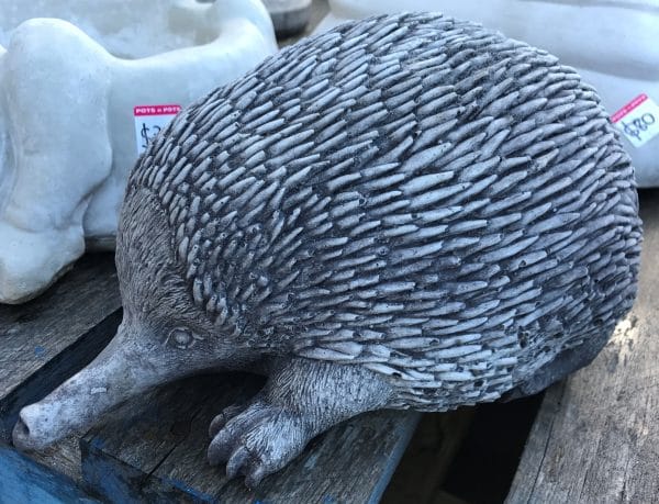 Echidna lge