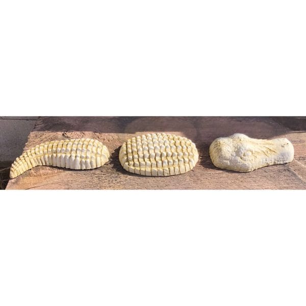 3 Piece Croc Small Concrete Statue 7422