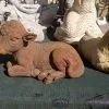 Concrete Calf Cow Statue